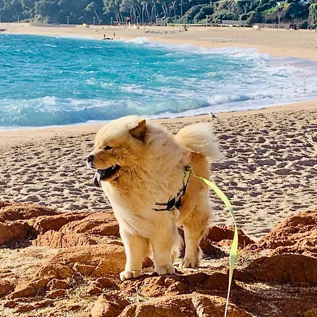 Appartamento Modern And Design Near The With Large Swimming Pools Lloret de Mar