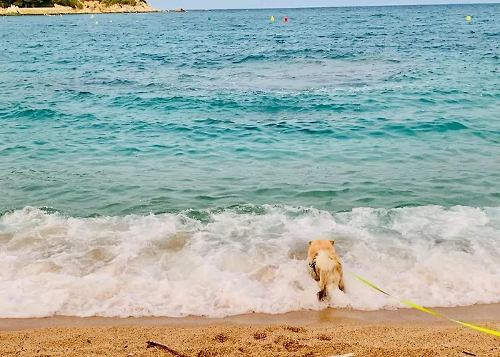 公寓 Modern And Design Near The With Large Swimming Pools 滨海略雷特