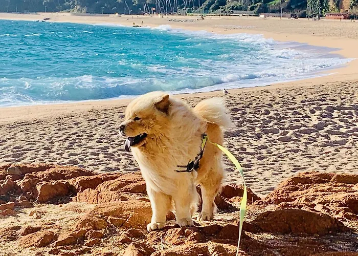 아파트 Modern And Design Near The With Large Swimming Pools 료렛 드 마르